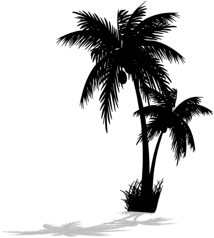palm-tree-silhouette-palm-tree-4900792
