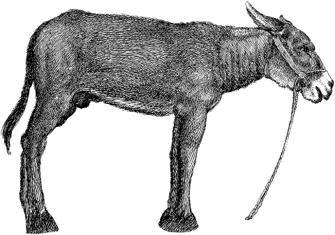 donkey-animal-line-art-mule-7330286
