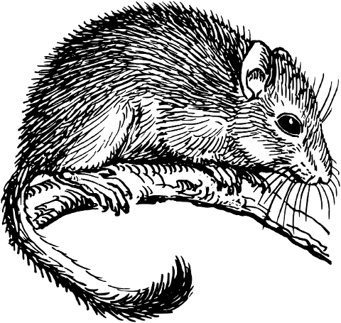 mouse-rodent-animal-line-art-8043685