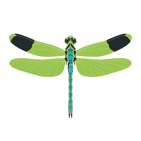 dragonfly-insect-nature-green-blue-10353901
