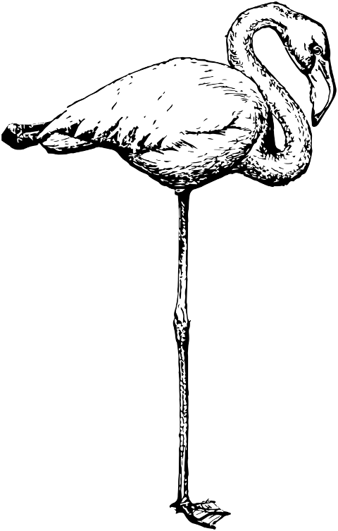 flamingo-bird-animal-wading-bird-6201975