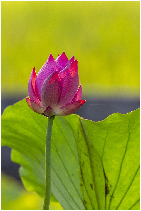 lotus-flower-plant-petals-6073516