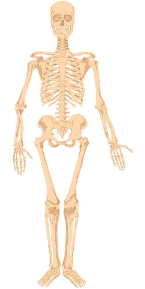 skeleton-bones-human-person-9663605