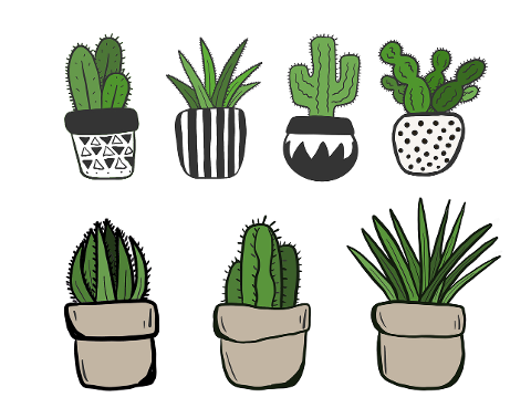 succulents-cacti-plants-plant-pots-6211878