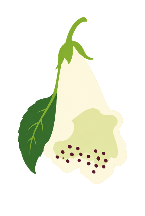 flower-white-animation-green-10453770