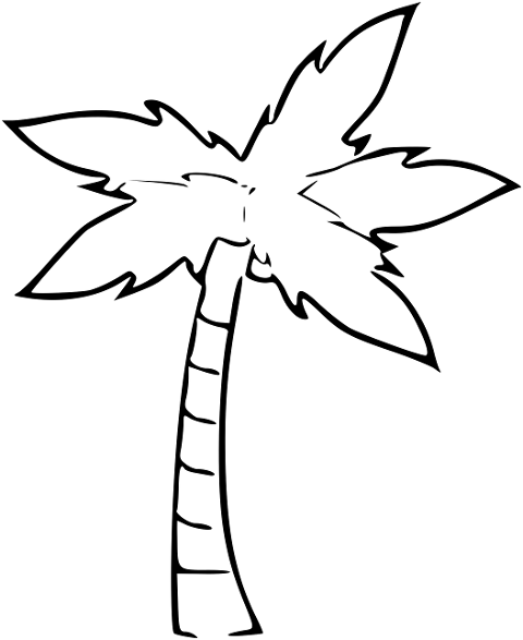 tree-palm-tree-drawing-line-art-6857416