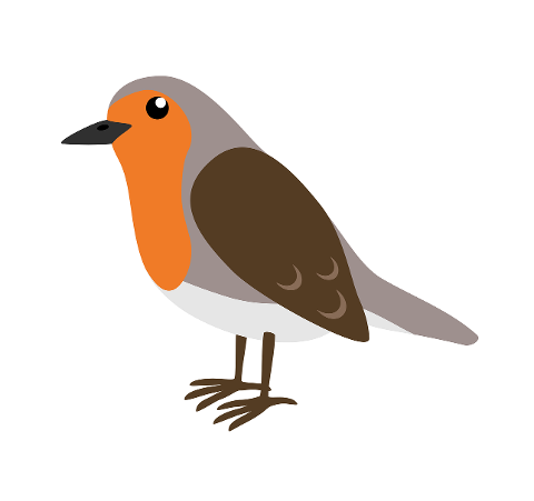 bird-robin-ornithology-species-7174645