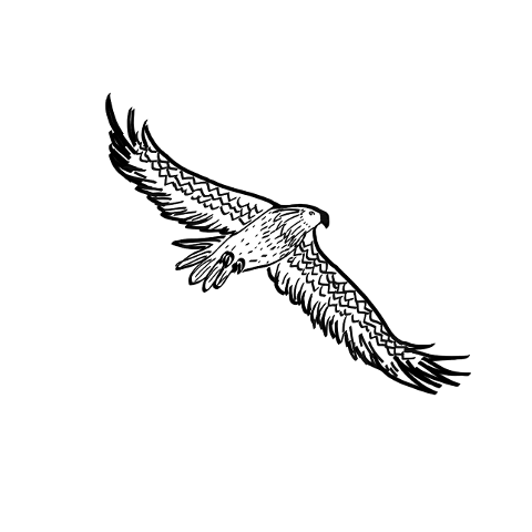 eagle-birds-raptor-fly-predator-9854079