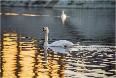 swan-water-white-swan-waterfowl-6073837