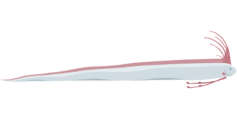 oarfish-fish-animal-art-cutout-9245446