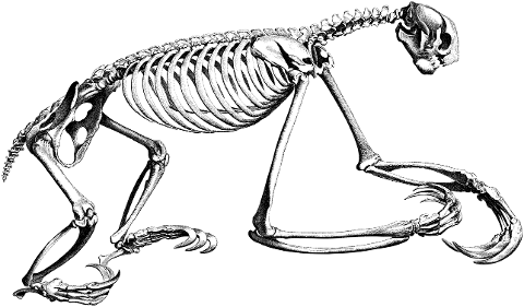 sloth-skeleton-sloth-skeleton-bones-7378309