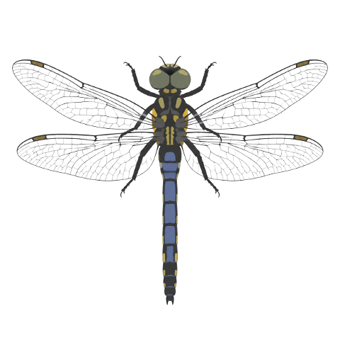 dragonfly-insect-nature-fauna-10366729