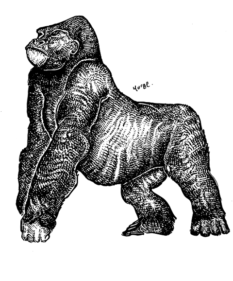 gorilla-ape-tattoo-design-primate-7013391