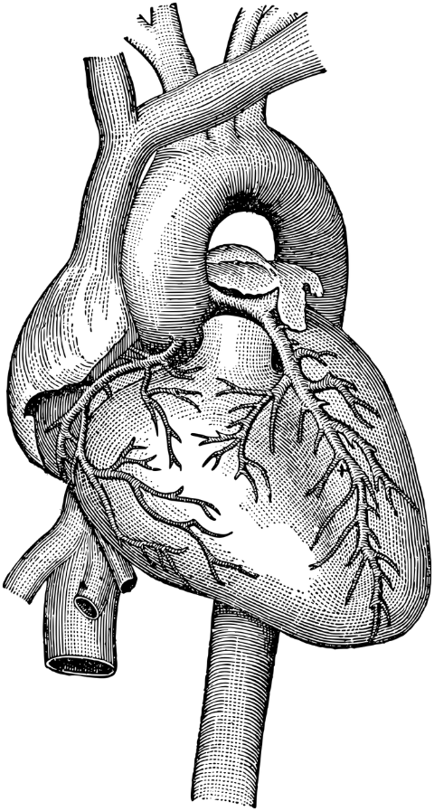 heart-organ-muscle-line-art-6280764