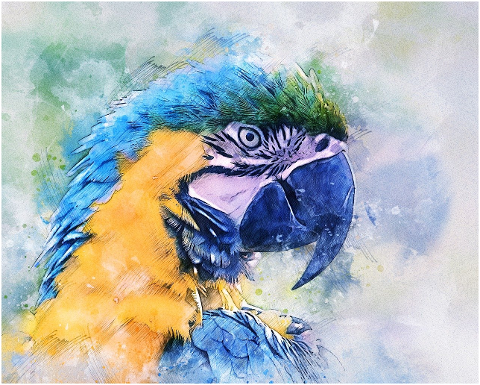 parrot-bird-exotic-blue-macaw-head-6160234