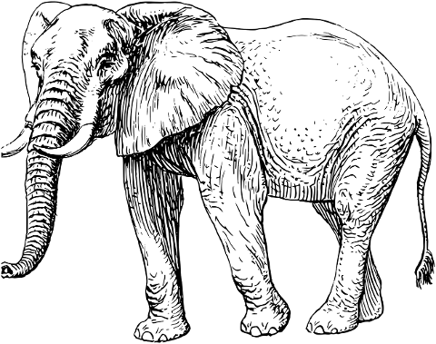 elephant-pachyderm-animal-line-art-7136945