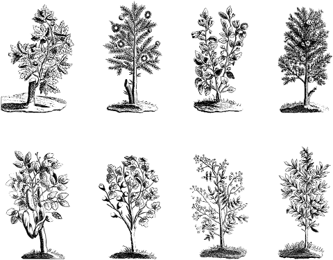 trees-plants-flowers-line-art-6474337
