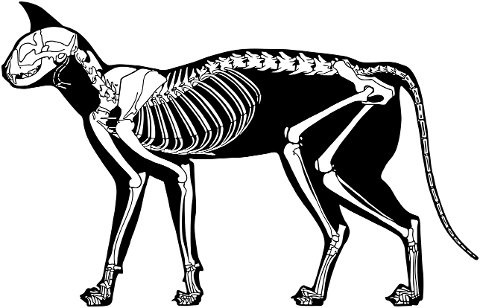 cat-feline-skeleton-bones-animal-7485673