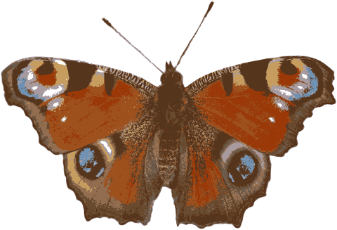 insect-peacock-butterfly-entomology-7052340