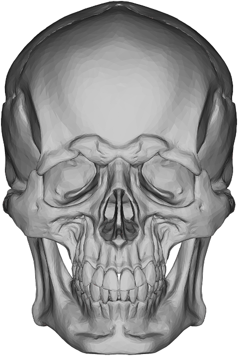 skull-bone-head-face-cranium-7551974