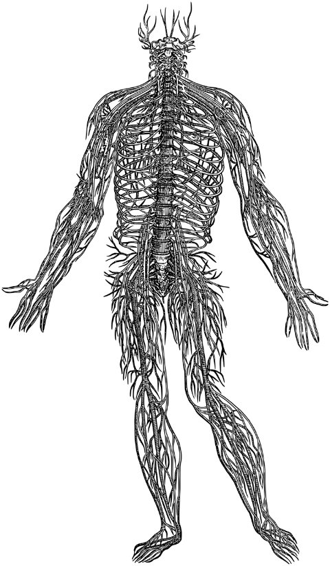 nervous-system-brain-spine-nerves-8135249