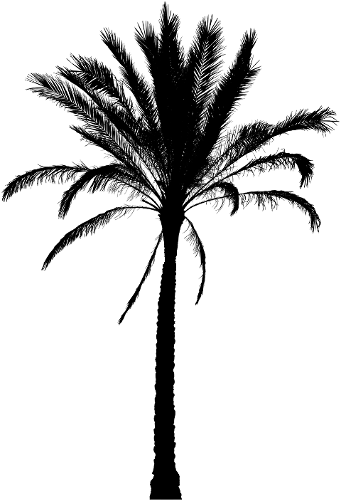 palm-tree-tree-silhouette-tropical-8086190