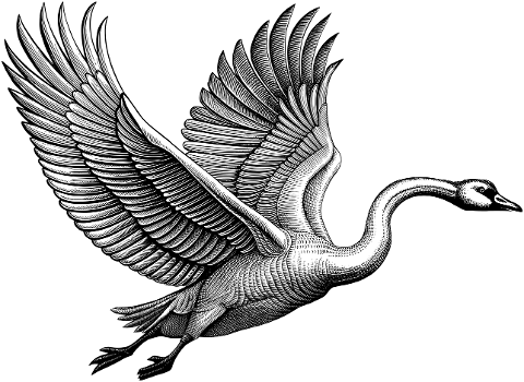 swan-bird-animal-ornithology-9545956