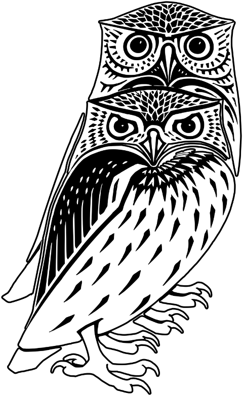owls-birds-animals-ornithology-7942586