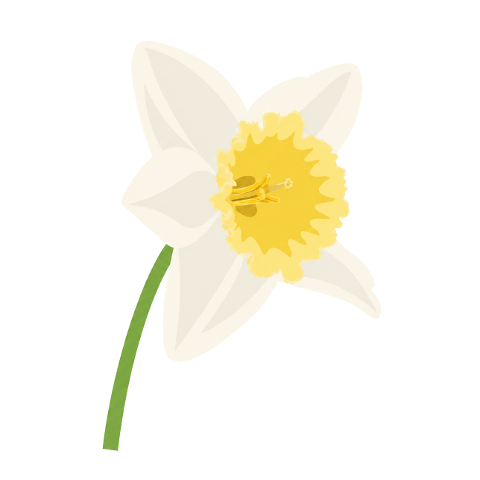 daffodil-flower-spring-yellow-10368932