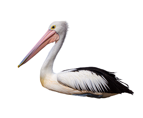 pelican-seabird-wildlife-isolated-5000970