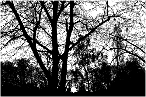 forest-trees-silhouette-branches-5152157