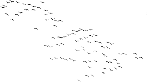 birds-silhouette-animals-flying-5081283