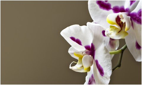 orchids-phalaenopsis-4876582