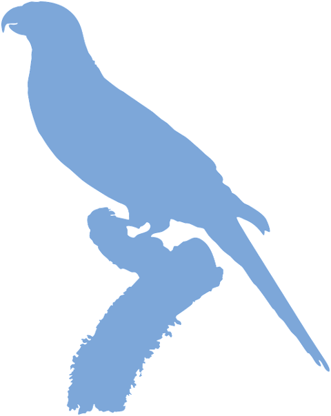 lorikeet-silhouette-bird-parrot-6579718