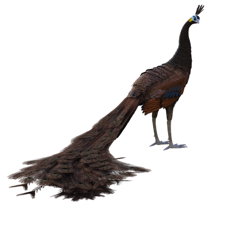 brown-peacock-3d-render-fantasy-4681325