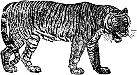 tiger-animal-line-art-feline-5240435