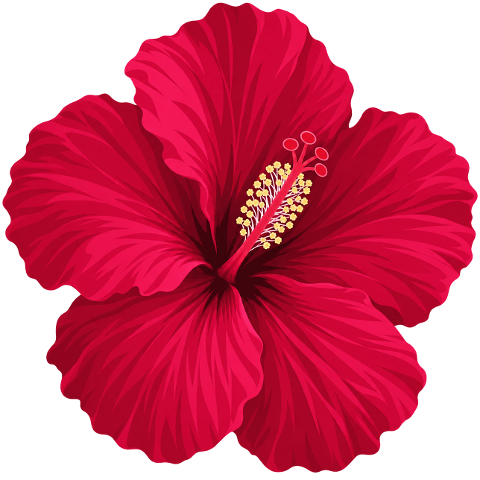 hibiscus-red-flower-tropical-plant-10480256