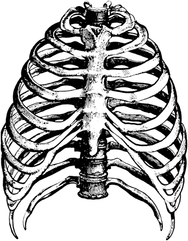 ribcage-skeleton-anatomy-body-ribs-5596270