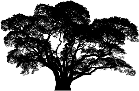 tree-landscape-silhouette-plant-4926131