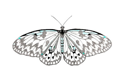 butterfly-decorative-illustrated-4567567