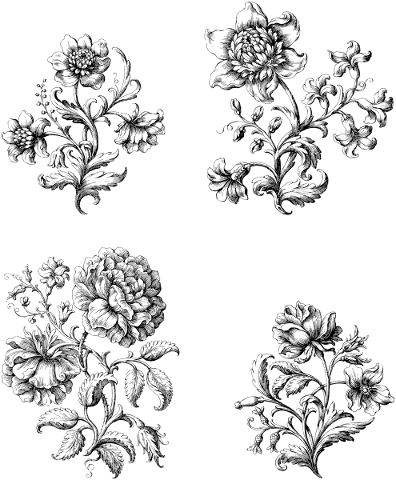 flowers-plants-line-art-floral-5783052