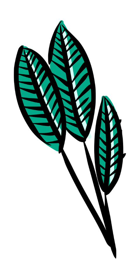 leaf-plant-nature-foliage-drawing-7453953