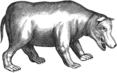 hippopotamus-animal-hippo-line-art-7378324