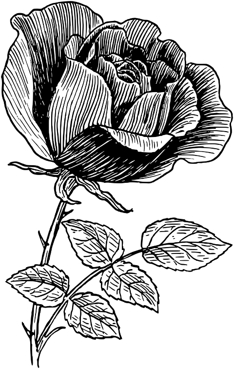rose-flower-plant-line-art-8026906