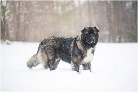 caucasian-shepherd-dog-dog-snow-6154872