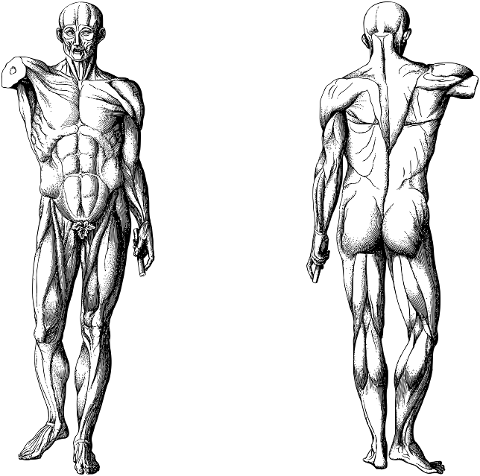 man-body-human-muscles-line-art-7337113