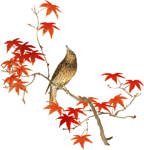 songbird-nightingale-japanese-maple-6805524