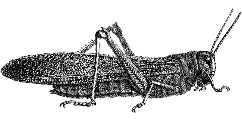 grasshopper-insect-animal-line-art-7321570