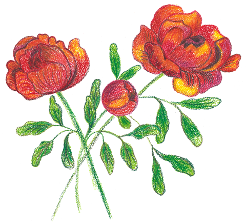 roses-flowers-watercolor-8486178