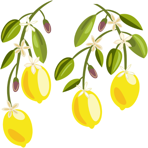 lemons-fruits-plant-branch-flowers-6219857